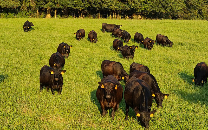 Grass-Fed Beef - The Georgia Beef Company